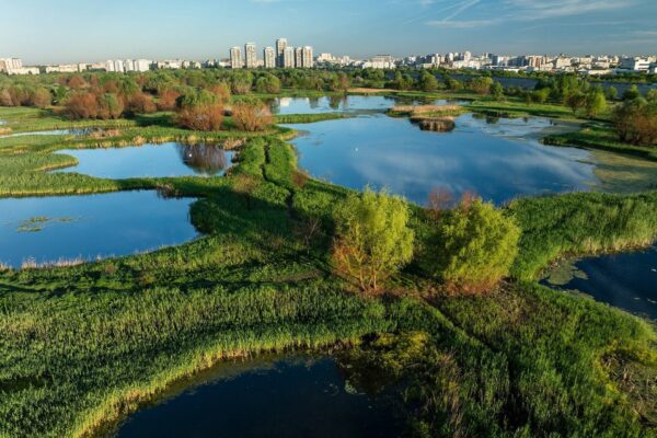 PMB organizează o acțiune de curățare a ambroziei din Parcul Natural Văcărești, sâmbătă | FOTO: PMB