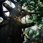Eveniment dedicat arborilor remarcabili ai Bucureștiului. Cum pot fi identificaţi şi protejaţi. Foto: Reţeaua pentru Natură Urbană