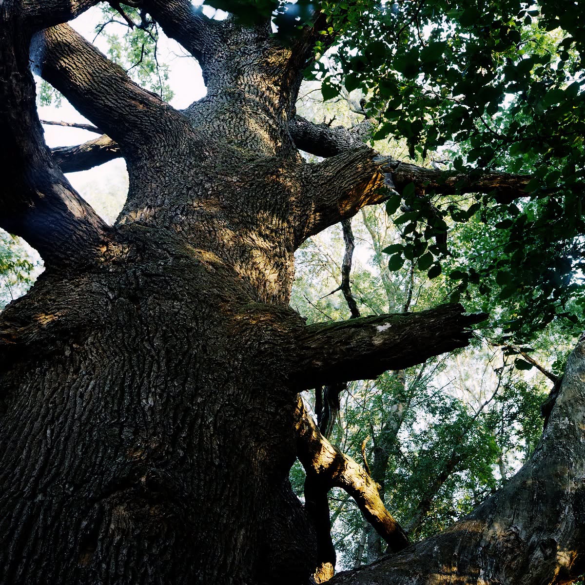 Eveniment dedicat arborilor remarcabili ai Bucureștiului. Cum pot fi identificaţi şi protejaţi. Foto: Reţeaua pentru Natură Urbană