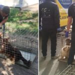 ASPA peste 1.180 de câini abandonați în primele 6 luni 2026