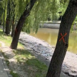 Copacii de pe malul lacului Herăstrău, marcați cu „X”. Ce se întâmplă cu arborii în mijlocul noului șantier al Primăriei