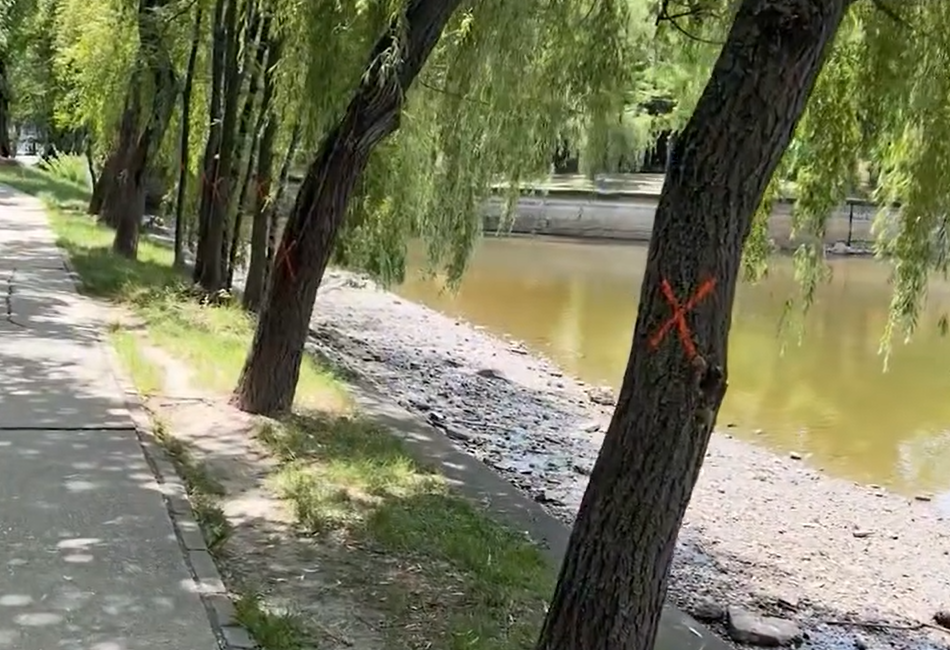 Copacii de pe malul lacului Herăstrău, marcați cu „X”. Ce se întâmplă cu arborii în mijlocul noului șantier al Primăriei