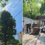 Peste 300 de copaci Calea Văcărești Sector 4