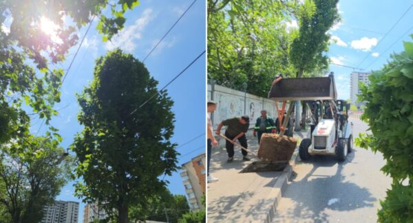 Peste 300 de copaci Calea Văcărești Sector 4