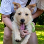 Târg de adopții de căței ASPA 11 iulie