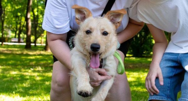 Târg de adopții de căței ASPA 11 iulie