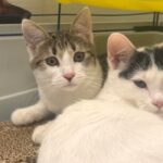 Târg de adopții de pisici