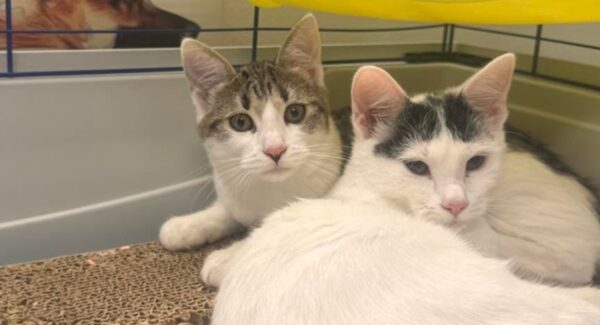 Târg de adopții de pisici