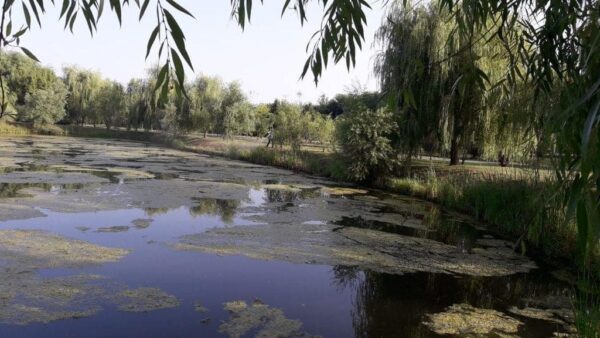 Al patrulea tratament împotriva larvelor de țânțari a fost demarat, în Capitală. FOTO: Arhivă