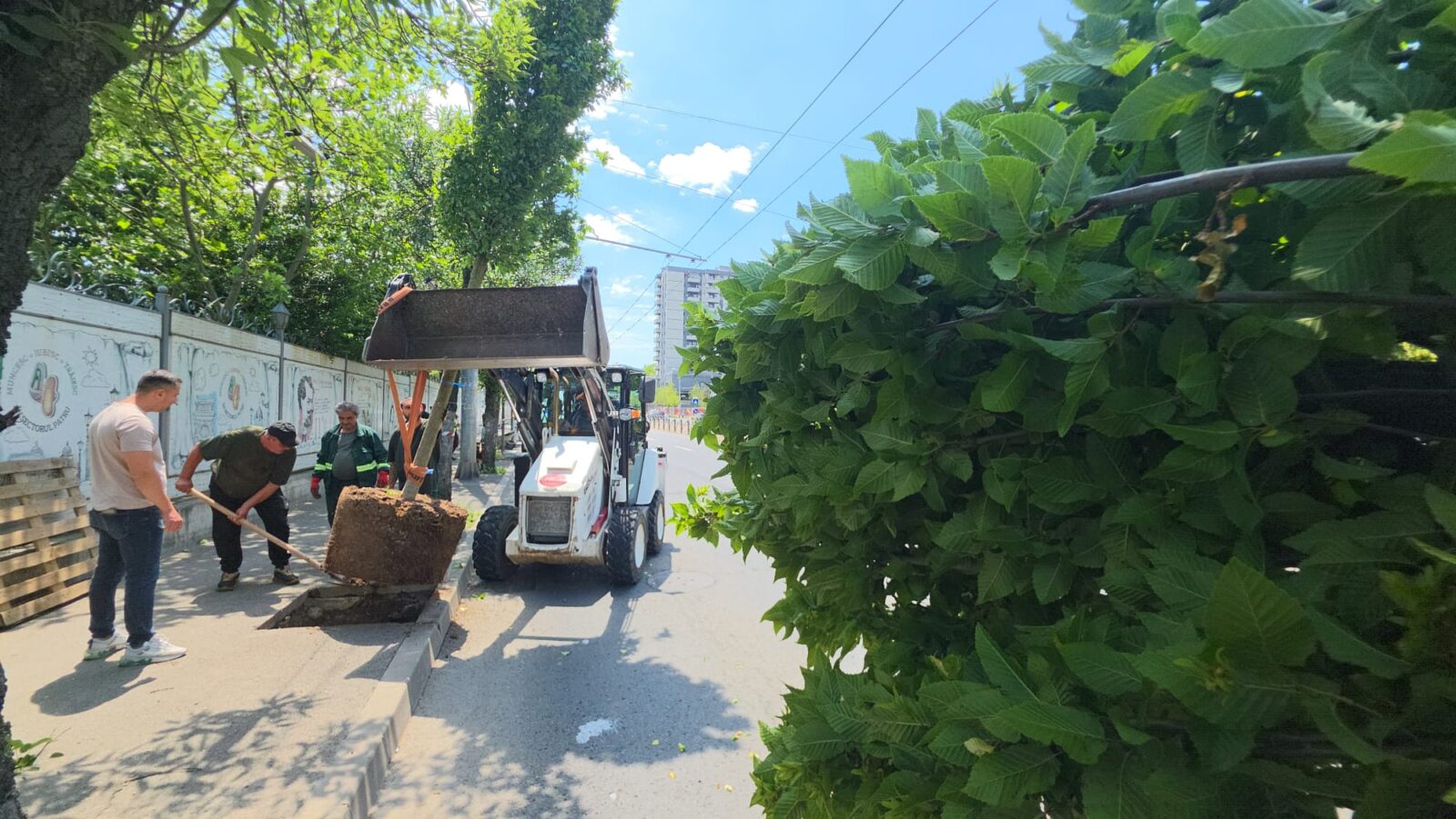 copaci pe mijlocul Căii Văcărești