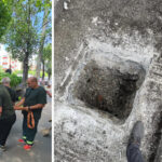 arborii plantați pe Calea Văcărești
