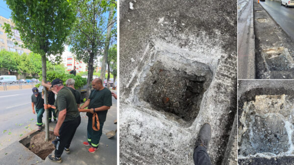 arborii plantați pe Calea Văcărești