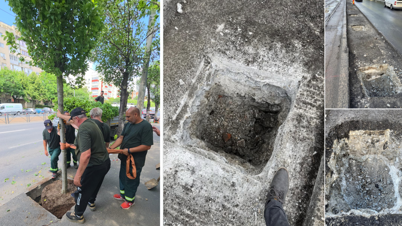 arborii plantați pe Calea Văcărești