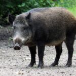 Porc mistreț pe o stradă din Pipera. A fost emis masaj RO-ALERT: „Păstrați distanța față de animal”