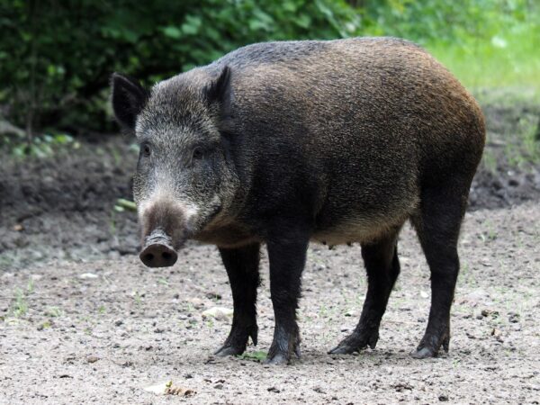 Porc mistreț pe o stradă din Pipera. A fost emis masaj RO-ALERT: „Păstrați distanța față de animal”
