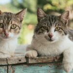 Ilfov campanie de sterilizare gratuită pisici