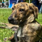 Un nou târg de adopții ASPA, sâmbătă, în Parcul IOR. Are loc în cadrul festivalului Hello Doggie