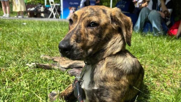 Un nou târg de adopții ASPA, sâmbătă, în Parcul IOR. Are loc în cadrul festivalului Hello Doggie
