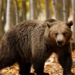 Salvamontiștii avertizează bucureștenii care pleacă în concediu, la munte. Atenție la urși dar și la capriciile vremii. FOTO: outdoor.ro