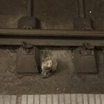 Pisica blocată în tunelul metroului a fost salvată. Foto: Asociaţia Sache Vet