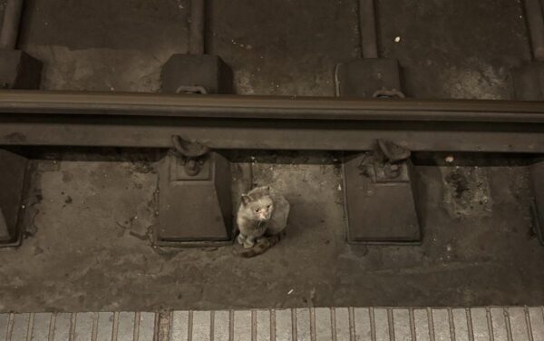 Pisica blocată în tunelul metroului a fost salvată. Foto: Asociaţia Sache Vet
