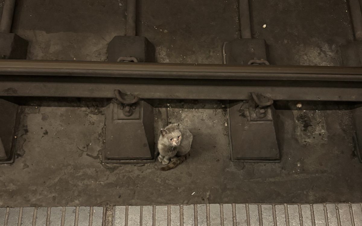 Pisica blocată în tunelul metroului a fost salvată. Foto: Asociaţia Sache Vet