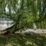 arborii de pe malul lacului Herăstrău