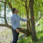 Ce se întâmplă cu arborii de pe malul Lacului Herăstrău. Primăria promite evaluarea fiecărui copac