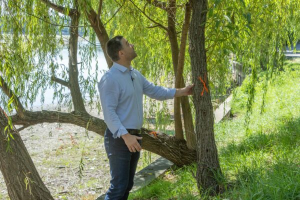 Ce se întâmplă cu arborii de pe malul Lacului Herăstrău. Primăria promite evaluarea fiecărui copac