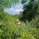 Studiu dendrologic pentru Parcul Serele Militare. Primăria face o inventarierea arborilor de pe terenul din Prelungirea Ghencea