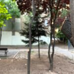 Locuitorii din cartierul Pajura reclamă „un dezastru ecologic”, după eliminarea gardurilor vii. Foto: Cătălin Anghel-Dimache