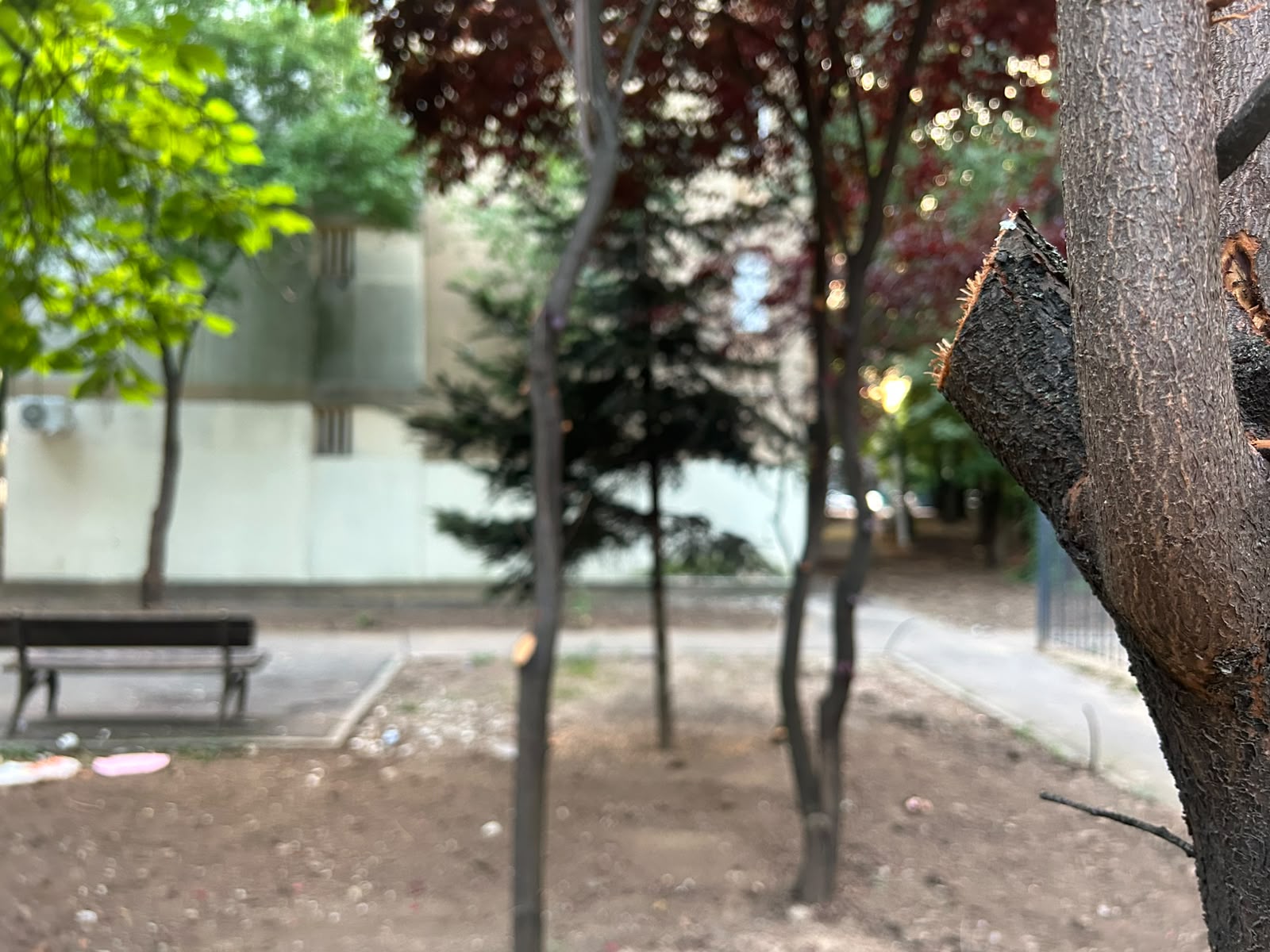 Locuitorii din cartierul Pajura reclamă „un dezastru ecologic”, după eliminarea gardurilor vii. Foto: Cătălin Anghel-Dimache