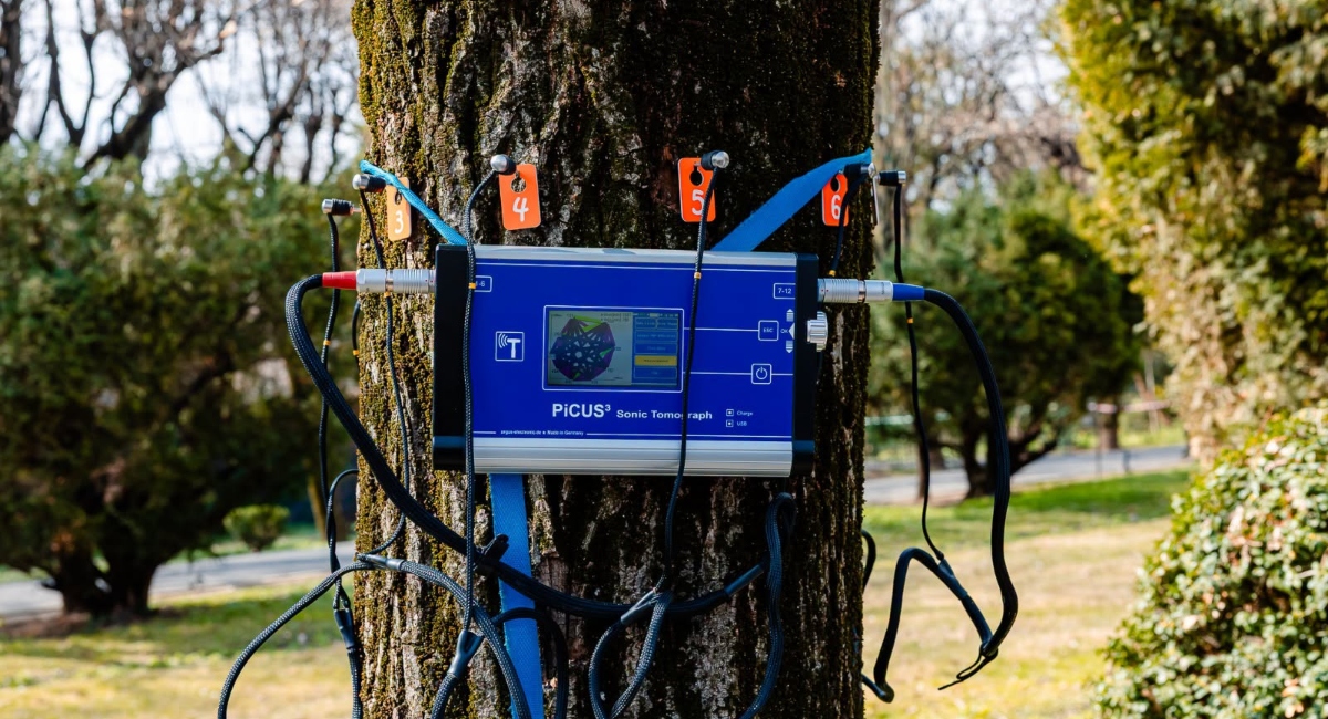 Câte avize emise pentru tăierea și toaletarea arborilor PMB