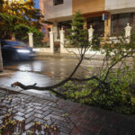101 de copaci căzuți în București, după vijelia de duminică după-amiaza. Foto: Inquam Photos / Ehim Anastasia