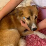 Ilfov sterilizare gratuită câinii cu stăpân