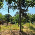 Lucrările de amenajare Parcului Grozăvești