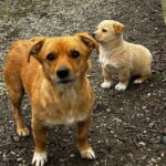 Noi campanii de sterilizare gratuită Ilfov
