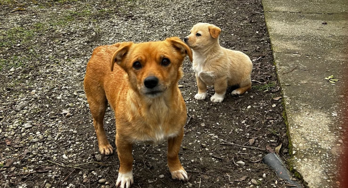 Noi campanii de sterilizare gratuită Ilfov