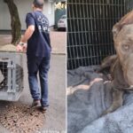 Peste 120 de câini abandonați pe domeniul public