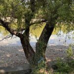 PMB parteneriat cu peisagiștii societatea civilă regenerare a parcului Herăstrău