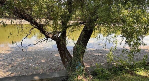 PMB parteneriat cu peisagiștii societatea civilă regenerare a parcului Herăstrău