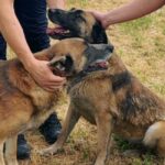 Sterilizări gratuite câinii cu proprietar iulie Ilfov