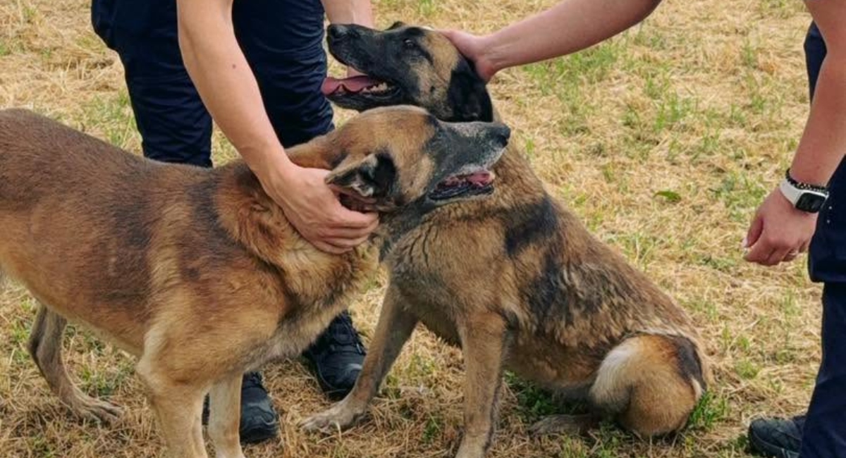 Sterilizări gratuite câinii cu proprietar iulie Ilfov