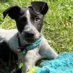 Un nou târg de adopții va fi oraganizat de ASPA pe 5 septembrie 2026. Evenimntul va avea loc sâmbătă, 5 septembrie, între orele 10:00 - 16:00, în zona Scenei din Parcul Crângași. FOTO: Arhiva