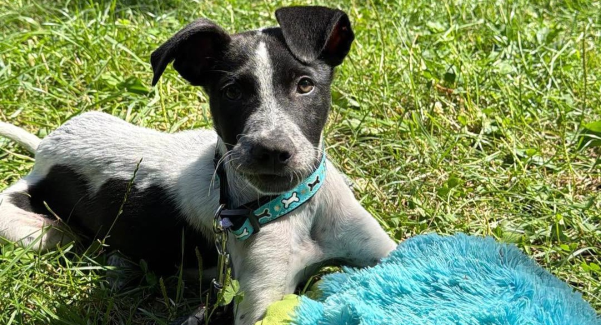 Un nou târg de adopții va fi oraganizat de ASPA pe 5 septembrie 2026. Evenimntul va avea loc sâmbătă, 5 septembrie, între orele 10:00 - 16:00, în zona Scenei din Parcul Crângași. FOTO: Arhiva