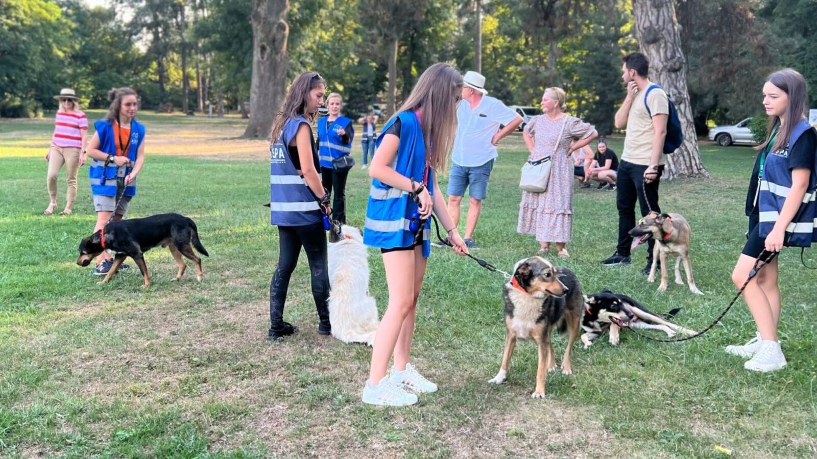 Un nou târg de adopții ASPA, pe 25 iulie, la Palatele Brâncovenești