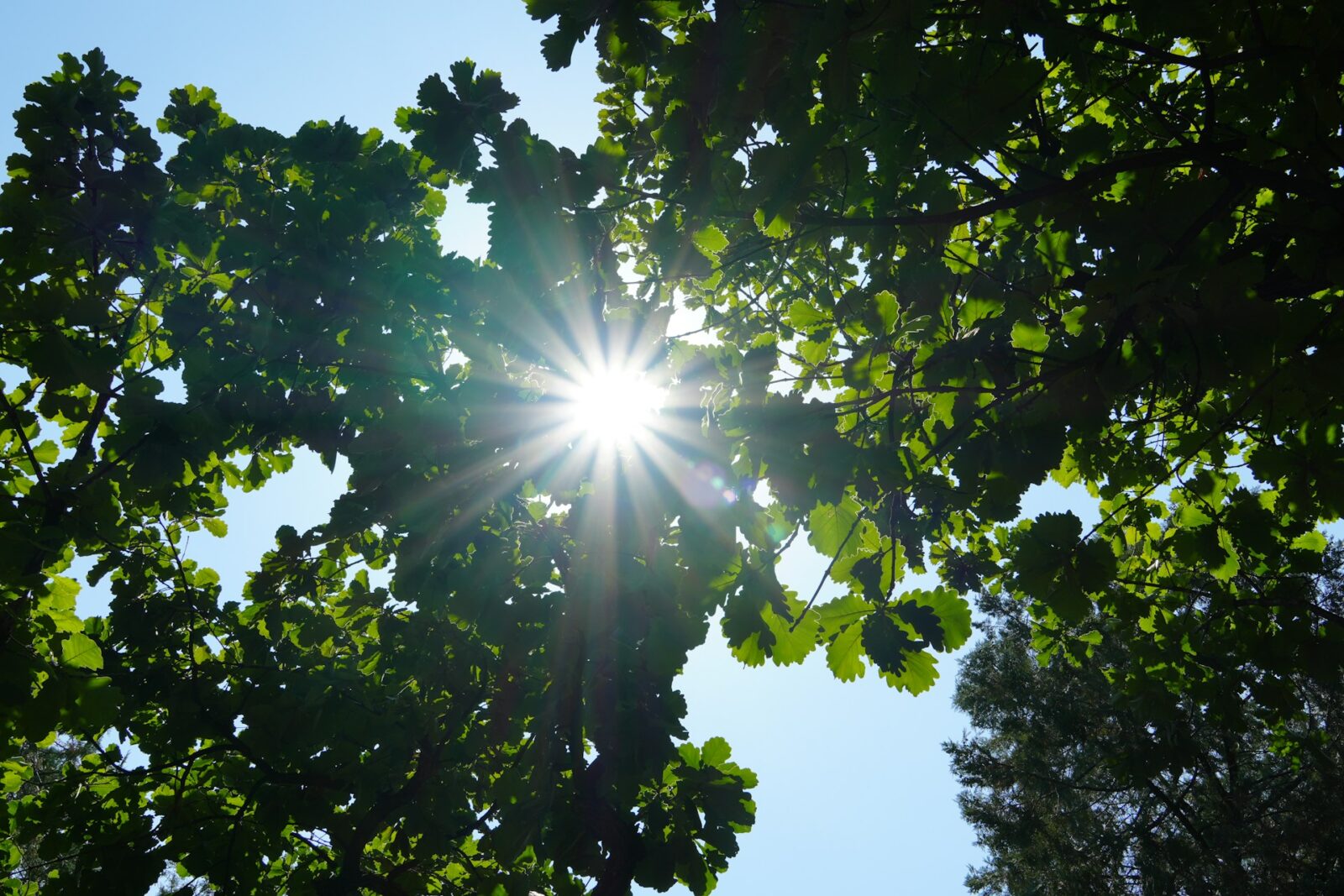 Cod galben de caniculă în București, sâmbătă. ANM anunță maxime de până la 36 de grade Celsius