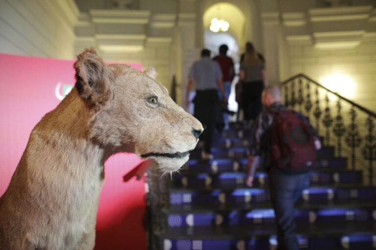 Muzeul Antipa sărbătorește 40 de ani de la descoperirea Peșterii Movile printr-o expoziție dedicată. „Lumea fără soare” va putea fi vizitată de joi