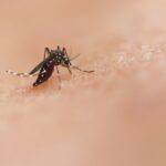 Peste jumătate din cazurile de infectare cu virusul West Nile, înregistrate în București și Ilfov | FOTO: Unsplash