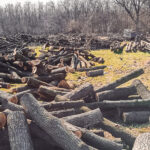 Centura Verde București-Ilfov. Unde s-a blocat proiectul pentru protejarea pădurilor din jurul Capitalei. Foto: www.centuraverde.ro